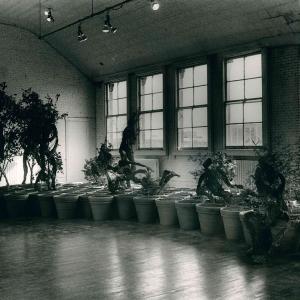 The Knot Arte Povera New York P.s.1 1985 2 Four Landscapes 1985 Di Giuseppe Penone Foto Di Maria Mulas